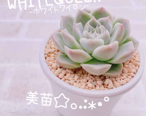 送料無料♡♡ 《3》多肉植物 エケベリア 韓国苗 ホワイトクイーン 美苗