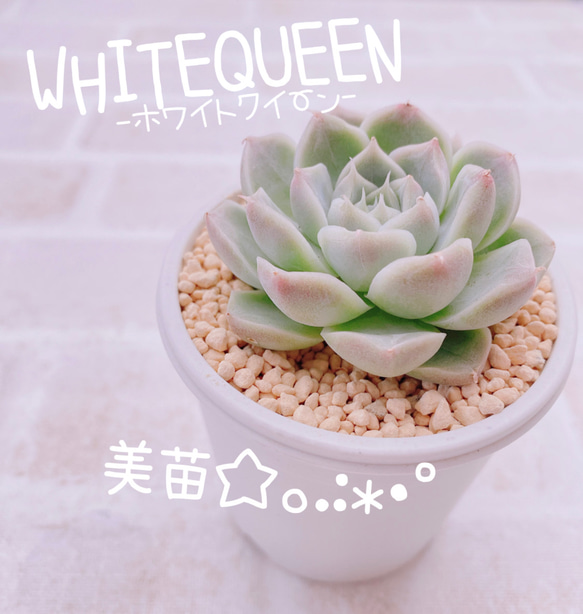 送料無料♡♡ 《3》多肉植物 エケベリア 韓国苗 ホワイトクイーン 美苗