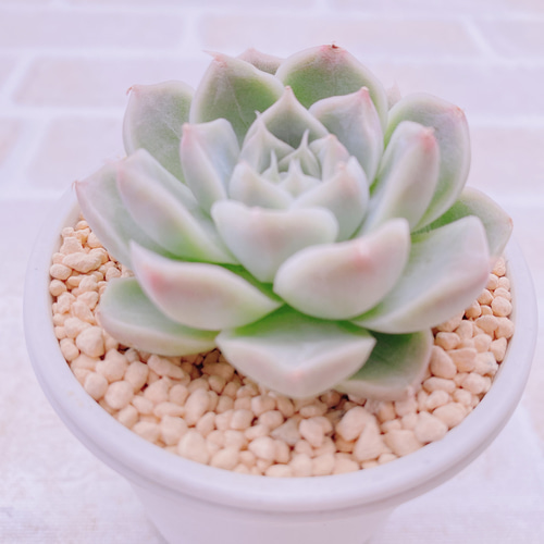 ホワイトアングル◎多肉植物 カット苗 韓国苗 エケベリア等 ホワイトアングル◎多肉植物 カット苗 韓国苗 エケベリア等 商品一覧