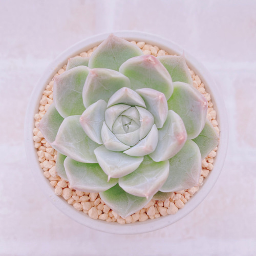 送料無料♡♡ 《3》多肉植物 エケベリア 韓国苗 ホワイトクイーン 美苗