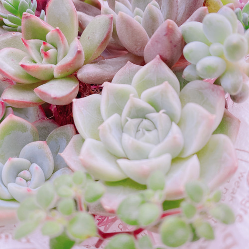 送料無料♡♡ 《50》多肉植物 エケベリア 韓国苗セット 寄せ植えにも  