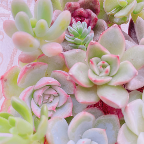 送料無料♡♡ 《50》多肉植物 エケベリア 韓国苗セット 寄せ植えにも