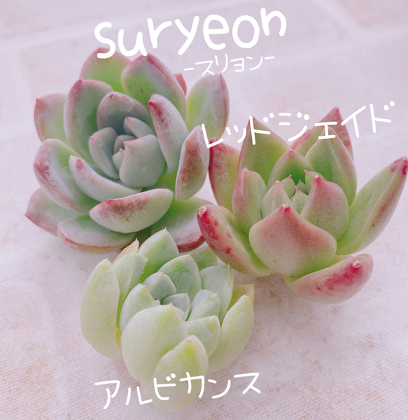 多肉植物 スリョン韓国苗