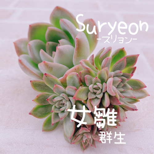 多肉植物 スリョン韓国苗