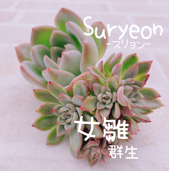 多肉植物 韓国苗❁⃘*.゜スリョン❁⃘*.゜(cut苗) 2025