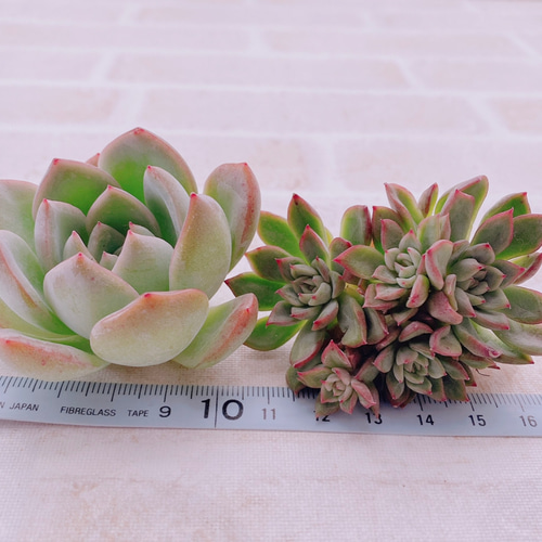 多肉植物 韓国苗❁⃘*.゜スリョン❁⃘*.゜(cut苗) 2025