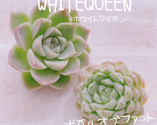 ホワイトアングル◎多肉植物 カット苗 韓国苗 エケベリア等 ホワイトアングル◎多肉植物 カット苗 韓国苗 エケベリア等