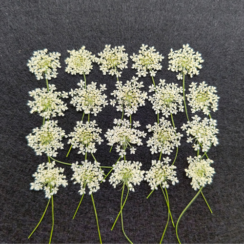 レースフラワーの押し花 20輪 その他素材 yunana 通販 12807421