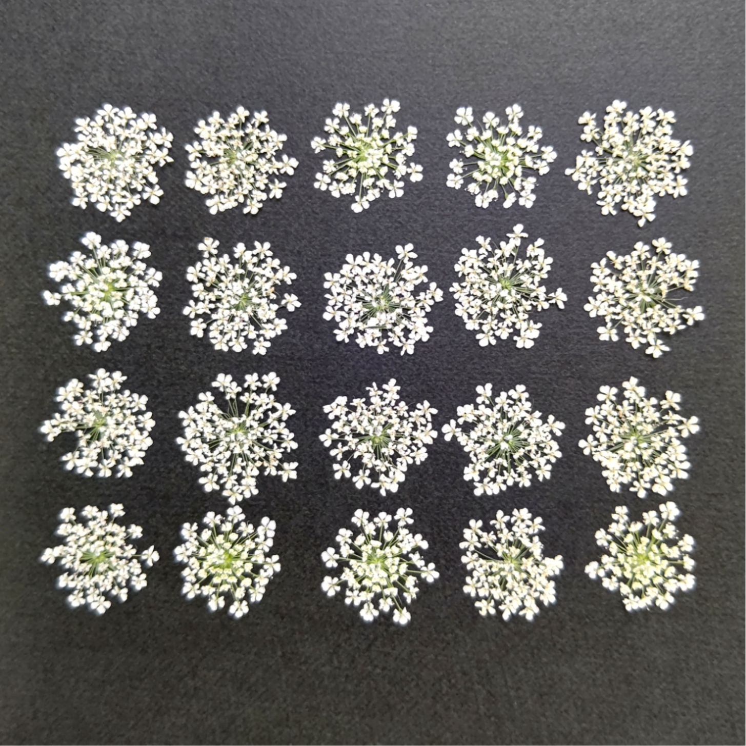 美品　ヴィンテージ　押し花　木製額　レースが上品な　花　ホワイト　花束