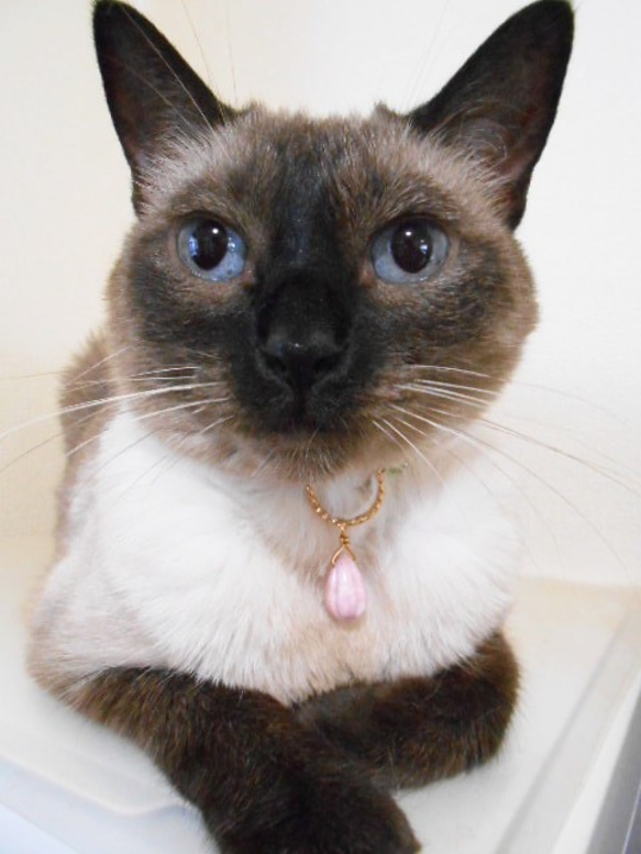 猫さん用のおしゃれネックレス、ミルキーロードナイト 1枚目の画像