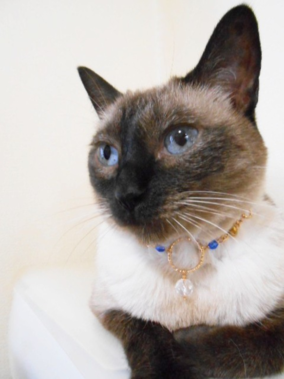 猫さん用のおしゃれネックレス、今回限りの特別価格、ヒマラヤ水晶 