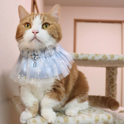 ふりふ　長襦袢　猫 楽天市場】【マラソン最大10％OFFクーポン】＜短袖用＞長襦袢