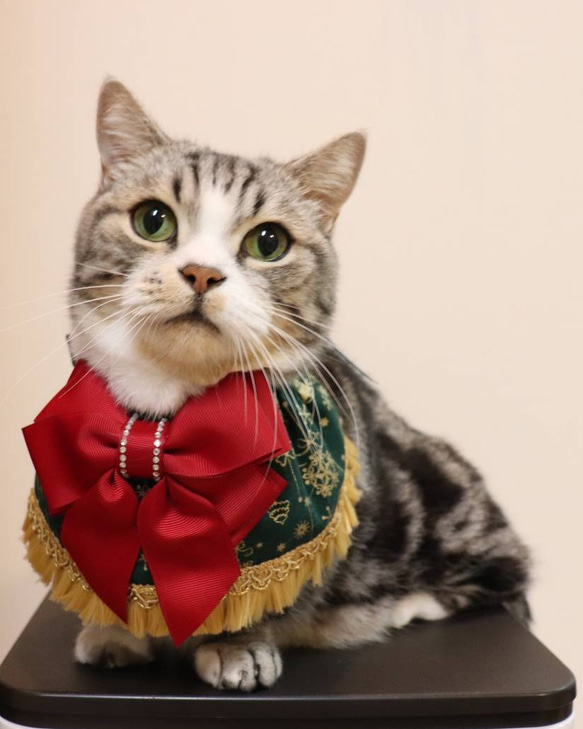 猫服　ケープ　クリスマスベル 1枚目の画像