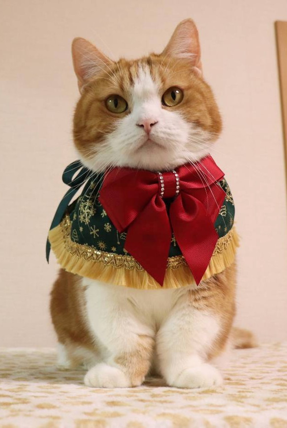 猫服　ケープ　クリスマスベル 2枚目の画像