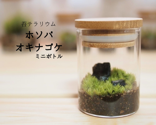 苔テラリウム完成品 苔テラリウム 苔ボトル ホソバオキナゴケ Amazon.co.jp: 苔テラリウム完成品 苔テラリウム 苔ボトル