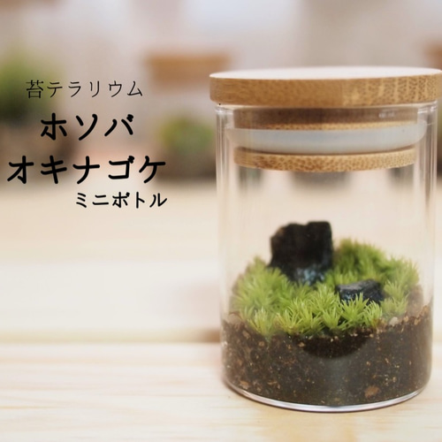 苔テラリウム ホソバオキナゴケ（ミニボトル） その他インテリア