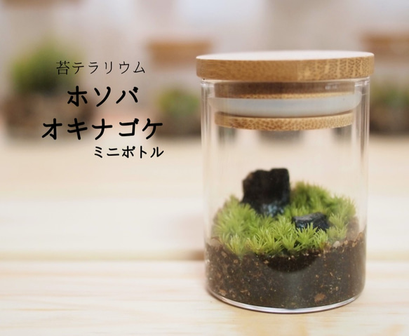 天然 ホソバオキナゴケ 山苔 苔玉 テラリウム 1パック （天然 山