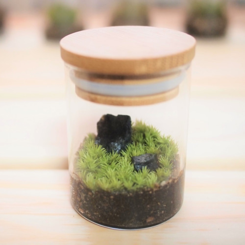 苔テラリウム完成品 苔テラリウム 苔ボトル ホソバオキナゴケ　アクアテラリウム 完成品】 苔テラリウム 苔ボトル ホソバオキナゴケ アクア