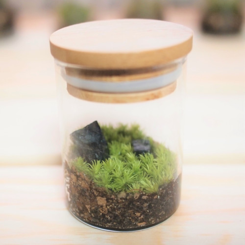 【完成品】 苔テラリウム 苔ボトル ホソバオキナゴケ　アクアテラリウム 完成品】 苔テラリウム 苔ボトル ホソバオキナゴケ アクア