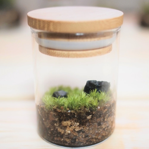 苔テラリウム ホソバオキナゴケ（ミニボトル） その他インテリア