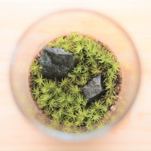 苔テラリウム ホソバオキナゴケ（ミニボトル） その他インテリア