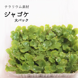 ジャゴケ（大パック） 苔テラリウム素材等 その他素材 earth green