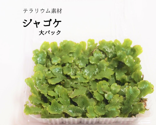 ジャゴケ(蛇苔)  　リクエスト用ページ　イモリウム　アクアリウム　観賞用天然苔 0_0ca167807f31753053cff9168552