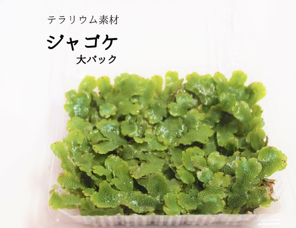 ジャゴケ（大パック） 苔テラリウム素材等 その他素材 earth green