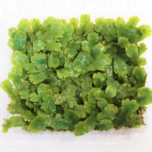 ジャゴケ（大パック） 苔テラリウム素材等 その他素材 earth green