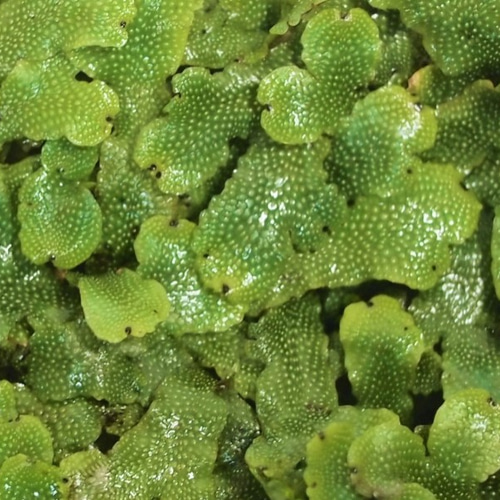 ジャゴケ（大パック） 苔テラリウム素材等 その他素材 earth green