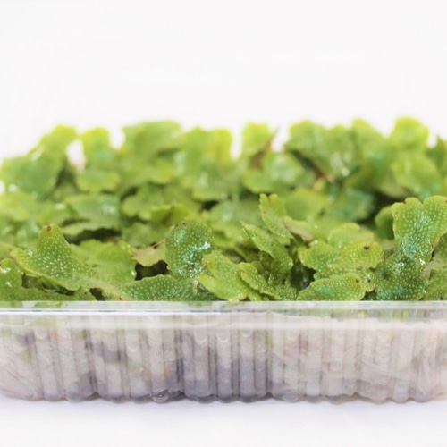 ジャゴケ（大パック） 苔テラリウム素材等 その他素材 earth green