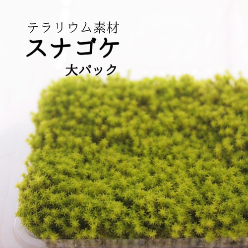 スナゴケ（大パック） 苔テラリウム素材等 その他素材 earth