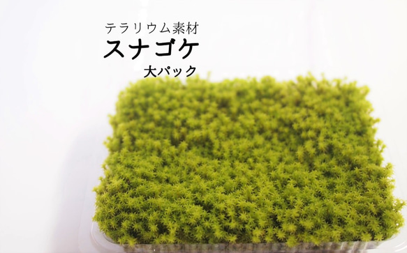 スナゴケ 砂苔 10枚 13.000円 送料込み 天然 40㎝✖︎30㎝ 苔