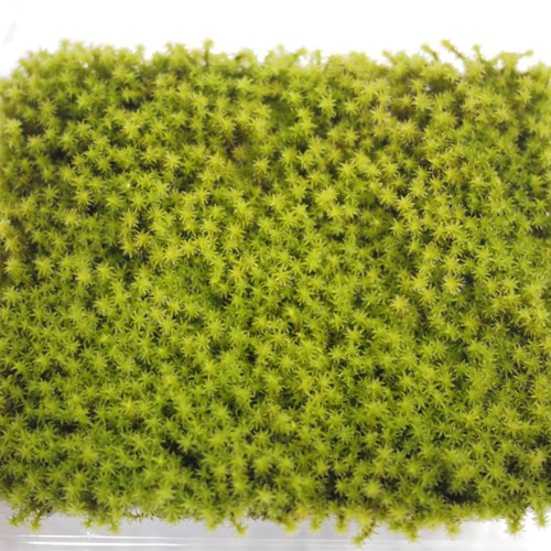 スナゴケ（大パック） 苔テラリウム素材等 その他素材 earth green
