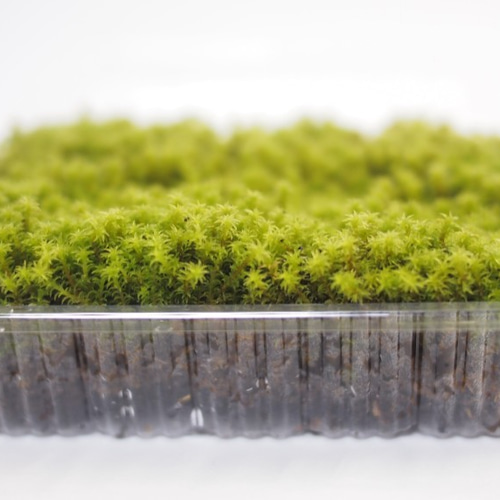 スナゴケ（大パック） 苔テラリウム素材等 その他素材 earth
