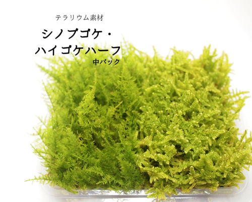 苔セット　コツボゴケ　シノブゴケ　ノキシノブがはえてます　匿名発送 お好みの苔組合わせパック 山苔 シッポゴケ ヒノキゴケ