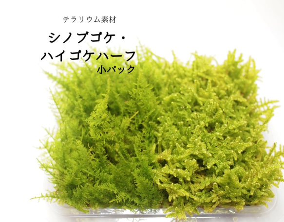 シノブゴケ・ハイゴケハーフ（小パック） 苔テラリウム素材等 その他