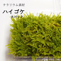 苔テラリウム ホソバオキナゴケ（ミニボトル） その他インテリア雑貨