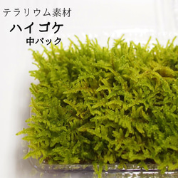 ハイホラゴケ（シダ植物） 苔テラリウム素材等 その他素材 earth green