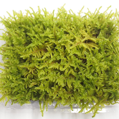 ハイゴケ（中パック） 苔テラリウム素材等 その他素材 earth green 