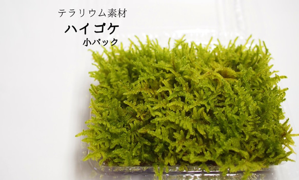 ハイゴケ（小パック） 苔テラリウム素材等 その他素材 earth green 
