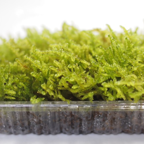 ハイゴケ（小パック） 苔テラリウム素材等 その他素材 earth green 