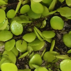 マメヅタ（中パック）（シダ植物）　苔テラリウム素材等 3枚目の画像