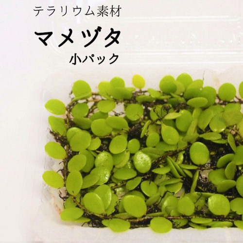 マメヅタ（小パック）（シダ植物） 苔テラリウム素材等 その他素材 