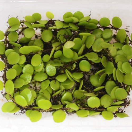 マメヅタ（小パック）（シダ植物） 苔テラリウム素材等 その他素材 