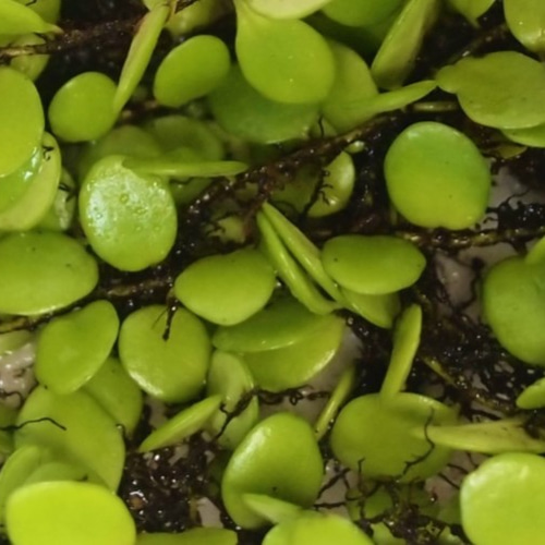 マメヅタ（小パック）（シダ植物） 苔テラリウム素材等 その他素材 