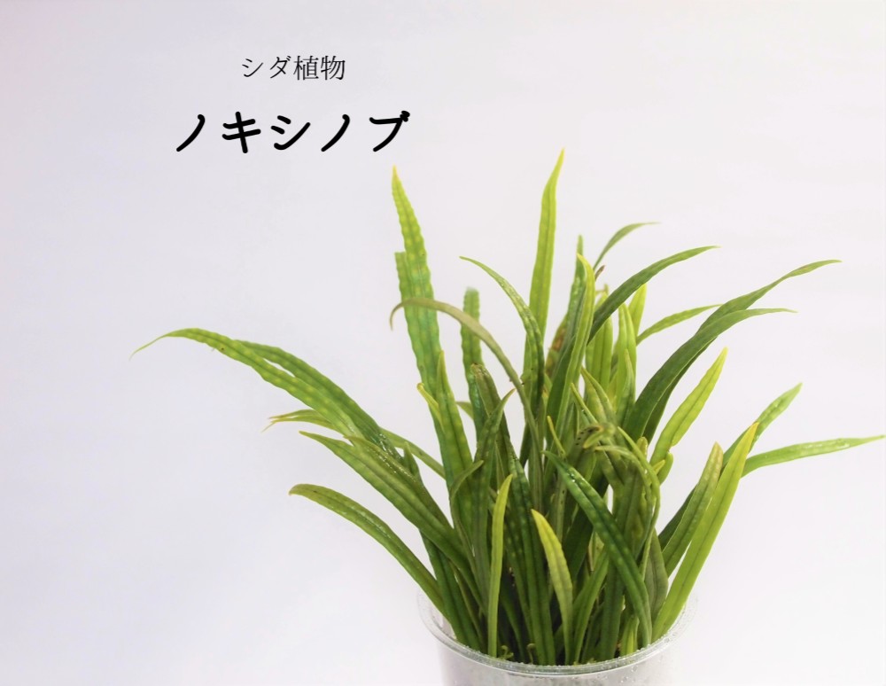 超希少 ウロコノキシノブ （ノキシノブ、パルダリウム、テラリウム