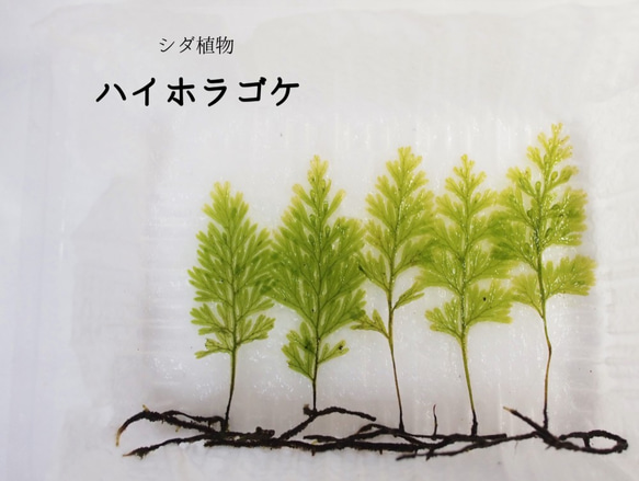 ハイホラゴケ（シダ植物） 苔テラリウム素材等 その他素材 earth green