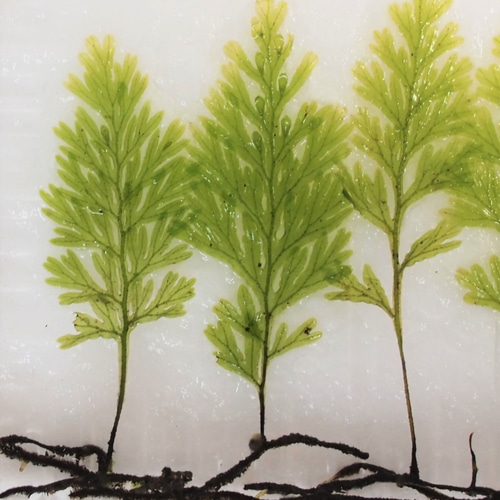 ハイホラゴケ（シダ植物） 苔テラリウム素材等 その他素材 earth
