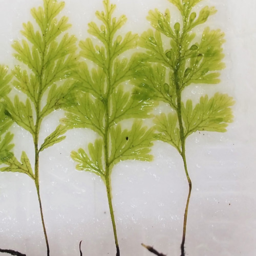 ハイホラゴケ（シダ植物） 苔テラリウム素材等 その他素材 earth green
